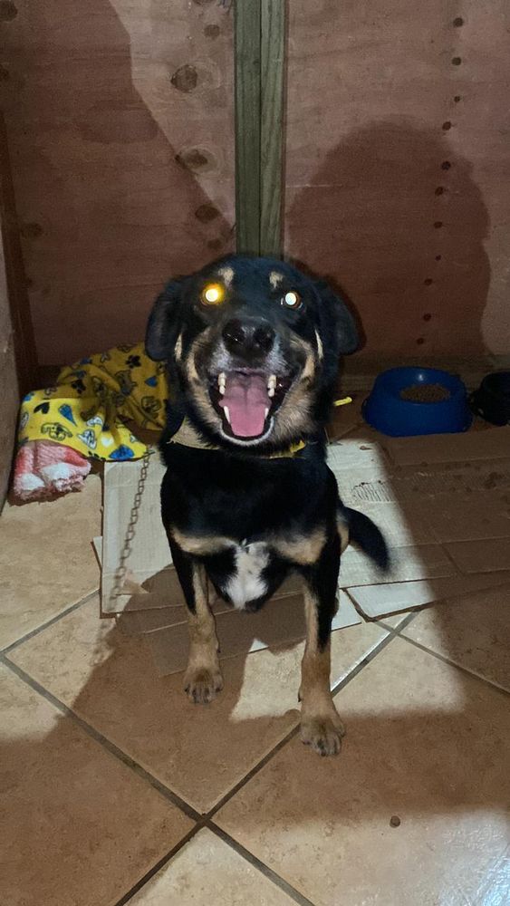 Cão
