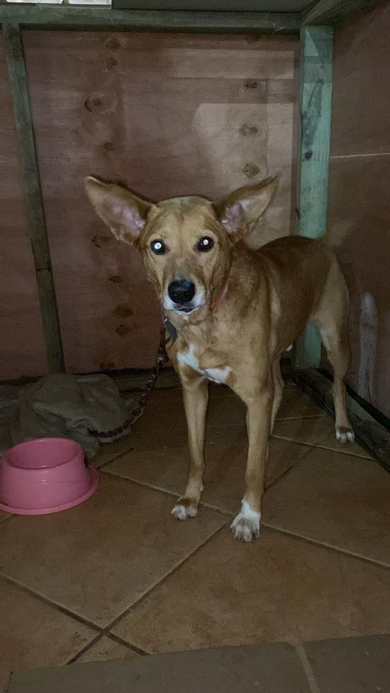 Cão