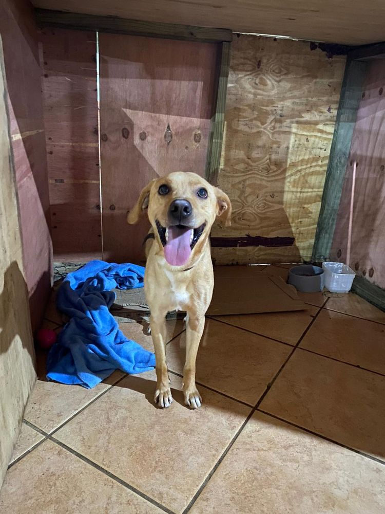 Cão