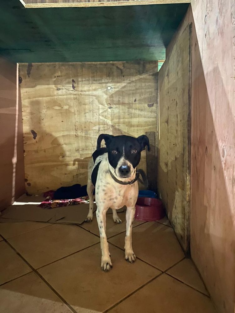 Cão