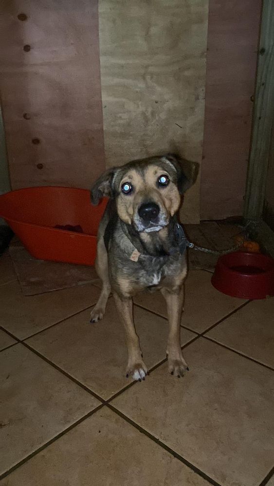 Cão