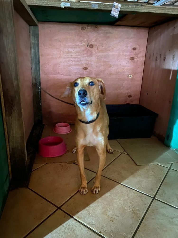 Cão