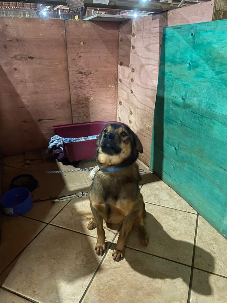 Cão