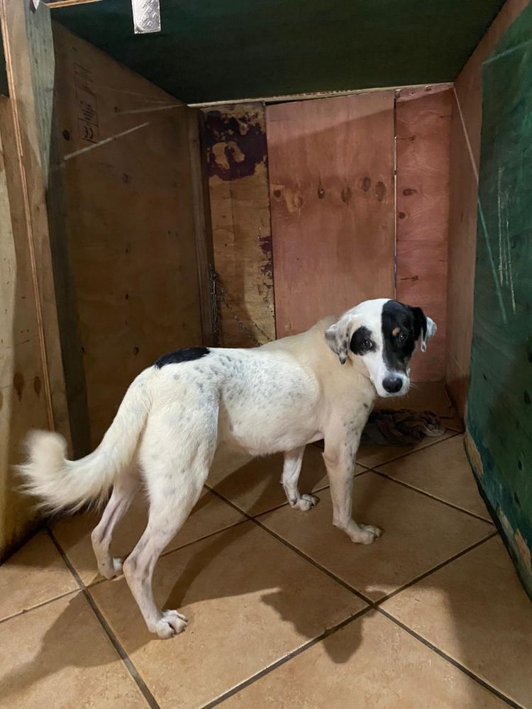 Cão