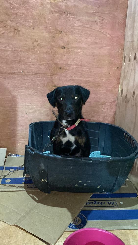 Cão