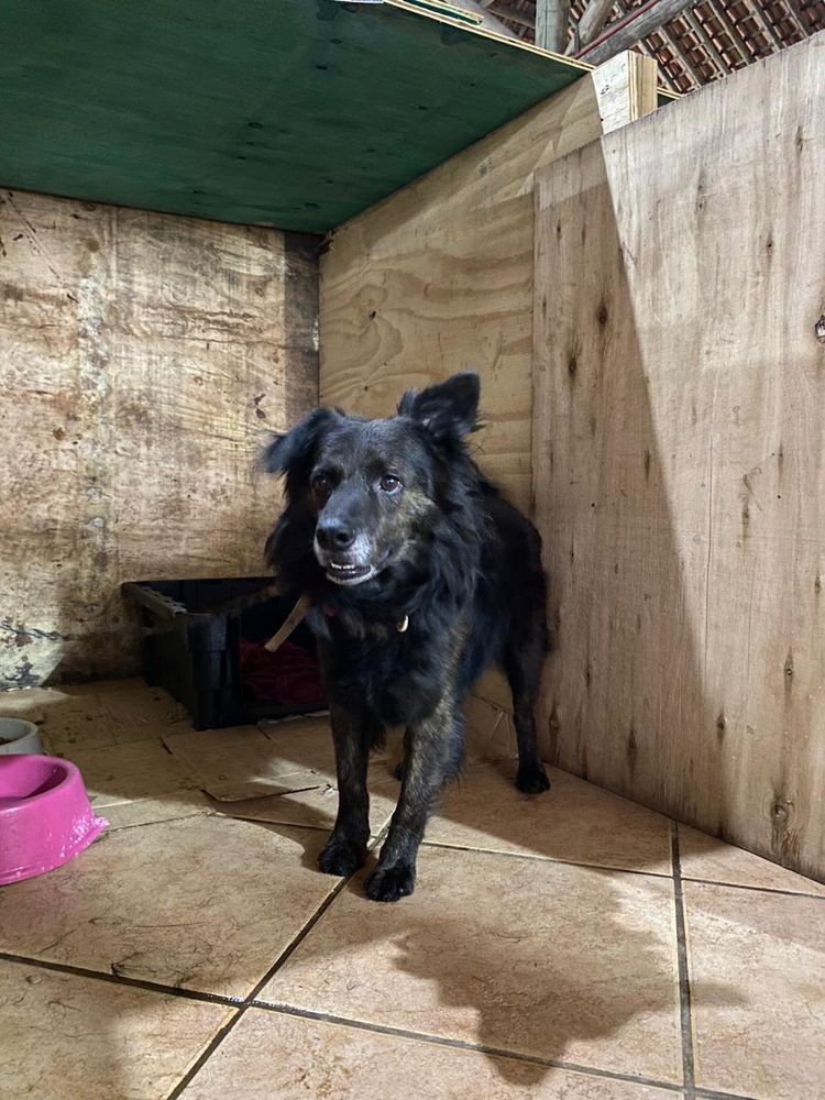 Cão