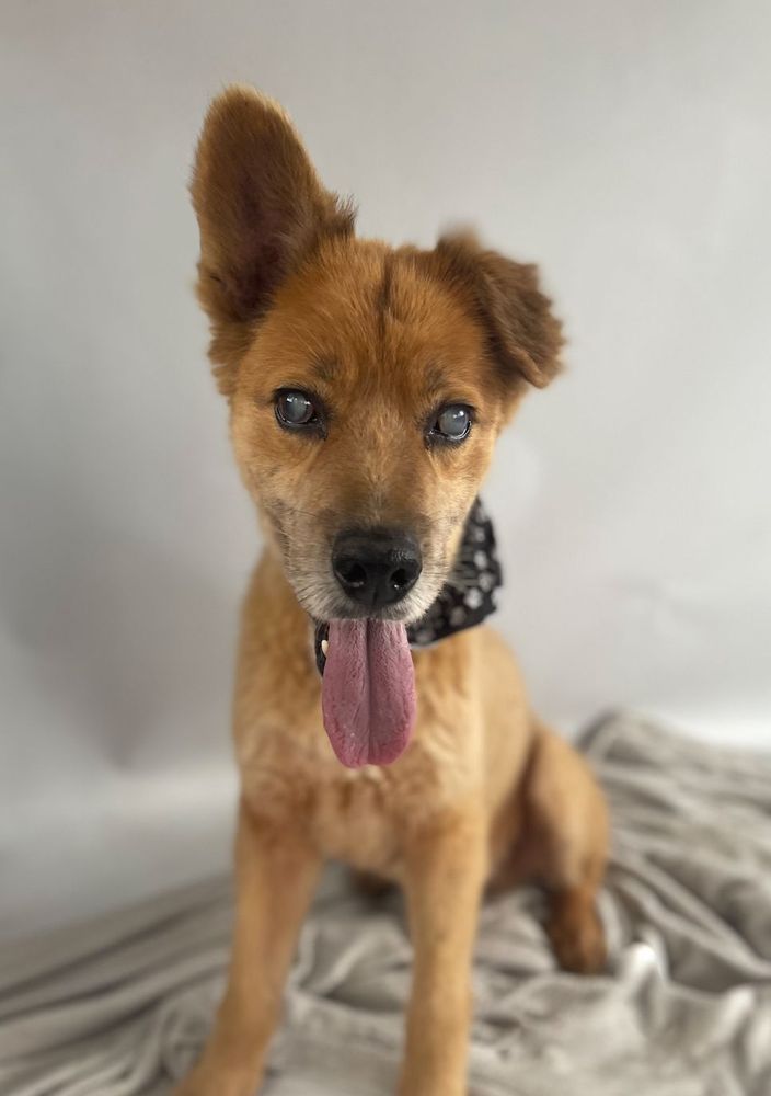 Cão