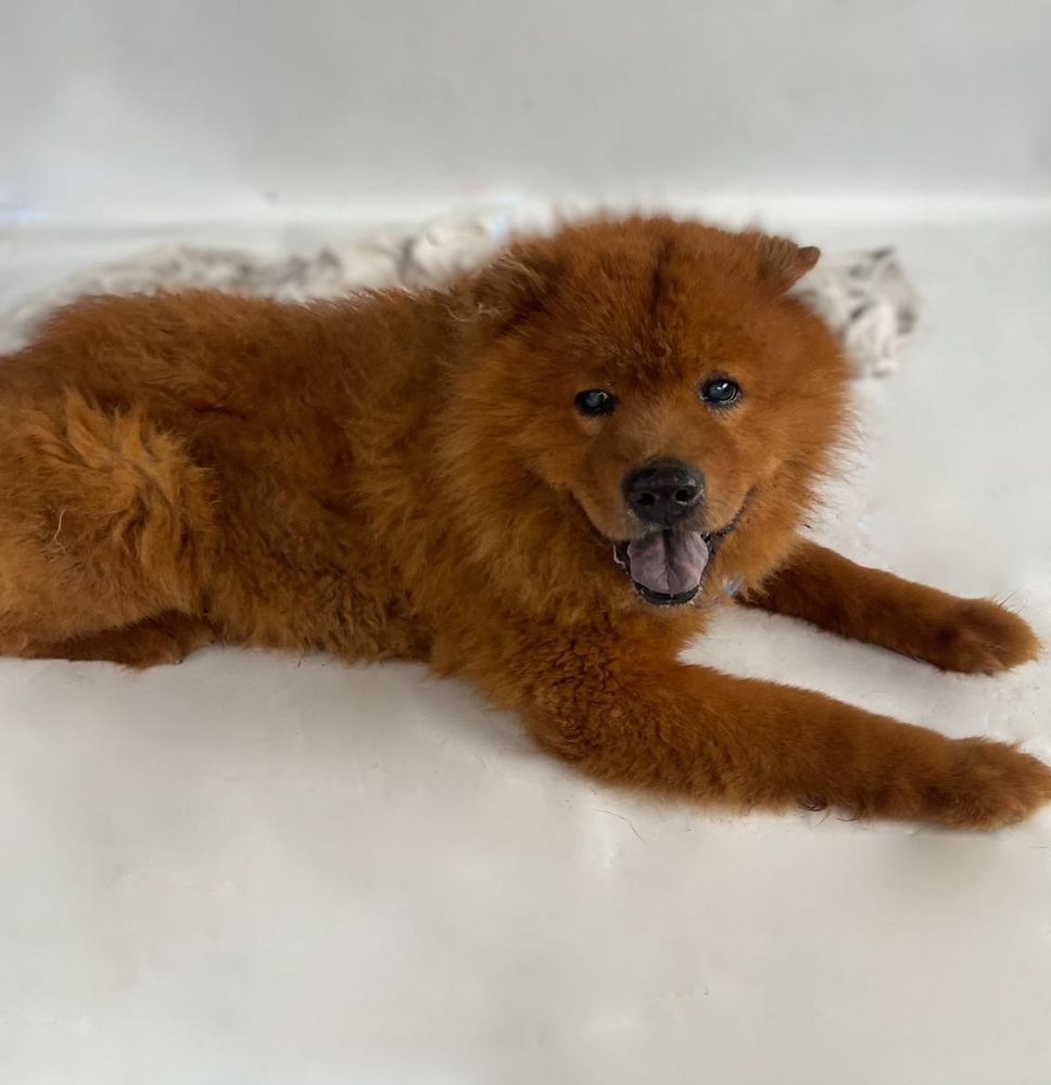 Cão