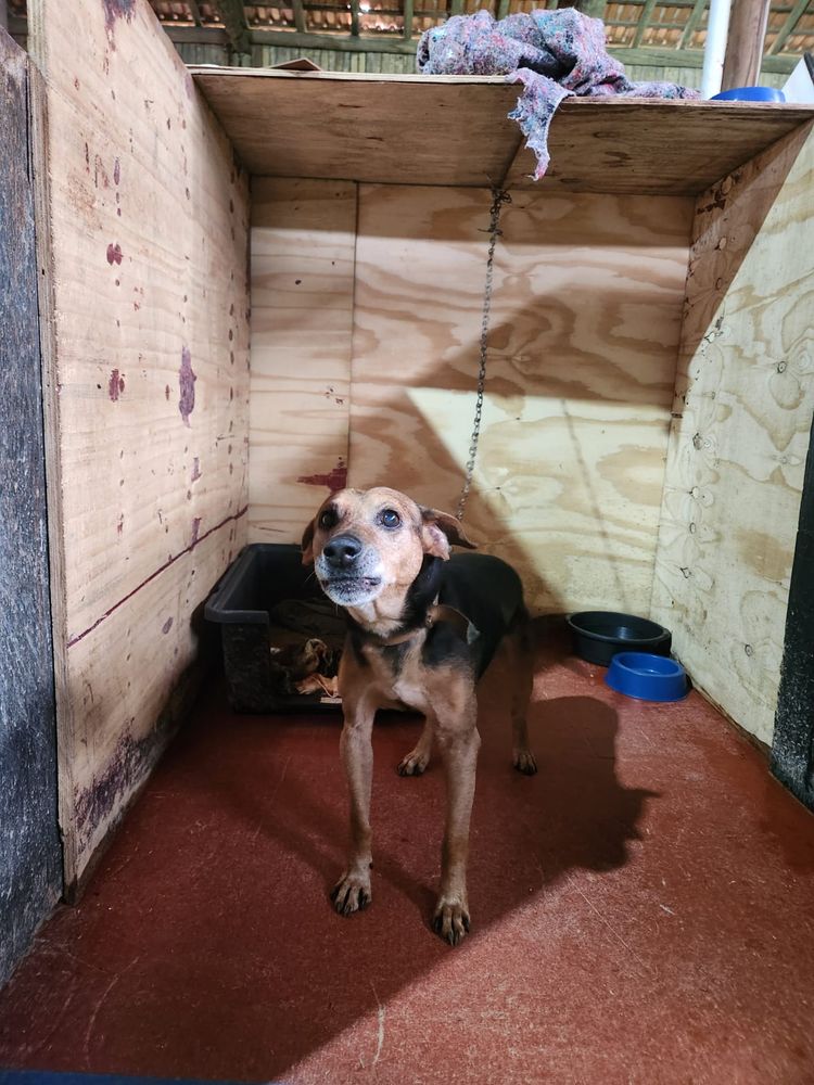 Cão