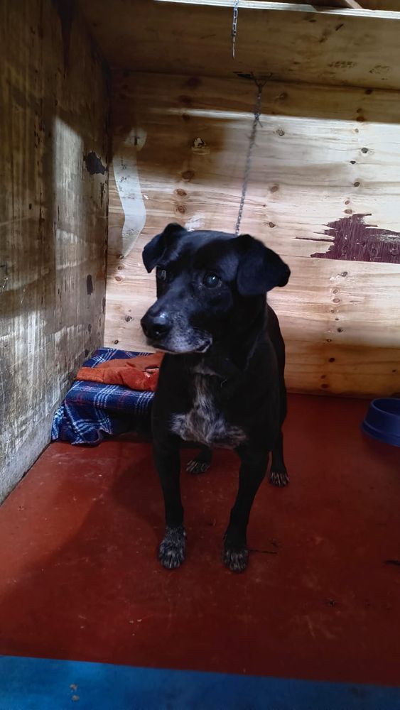Cão