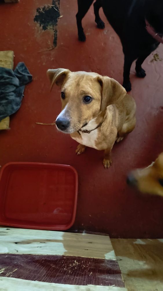 Cão