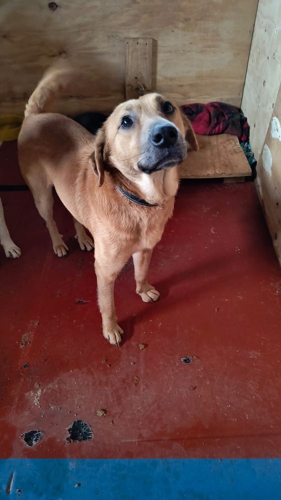 Cão