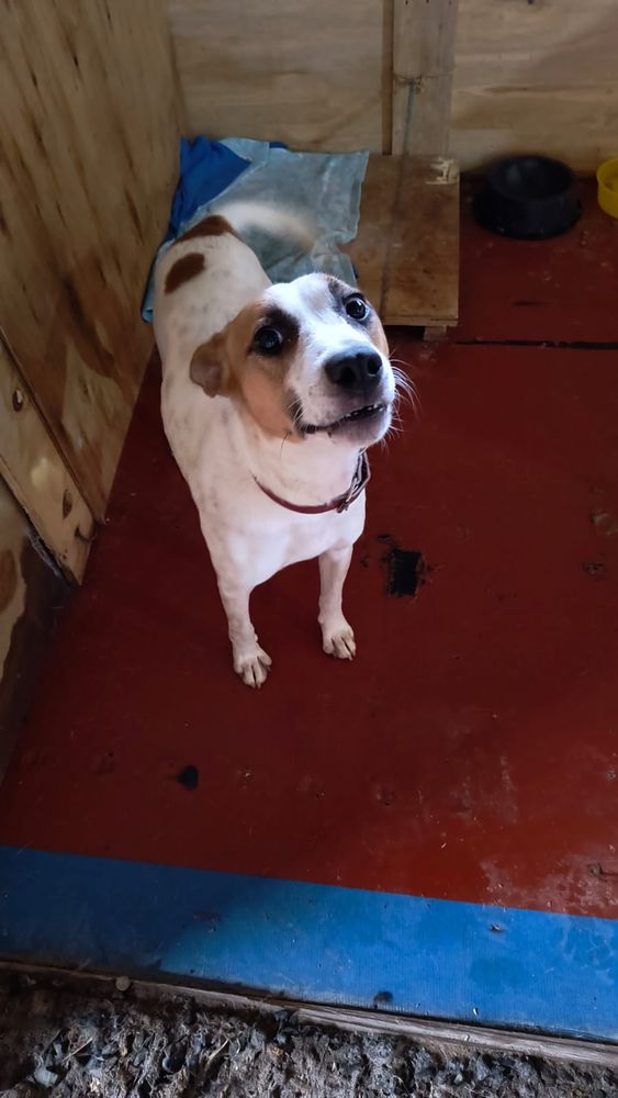 Cão