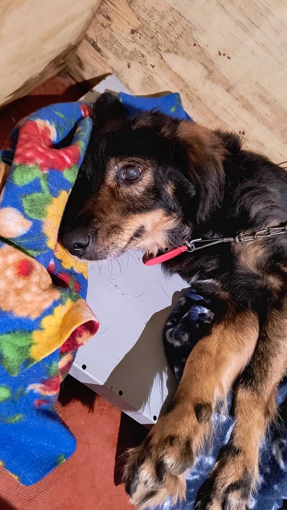 Cão