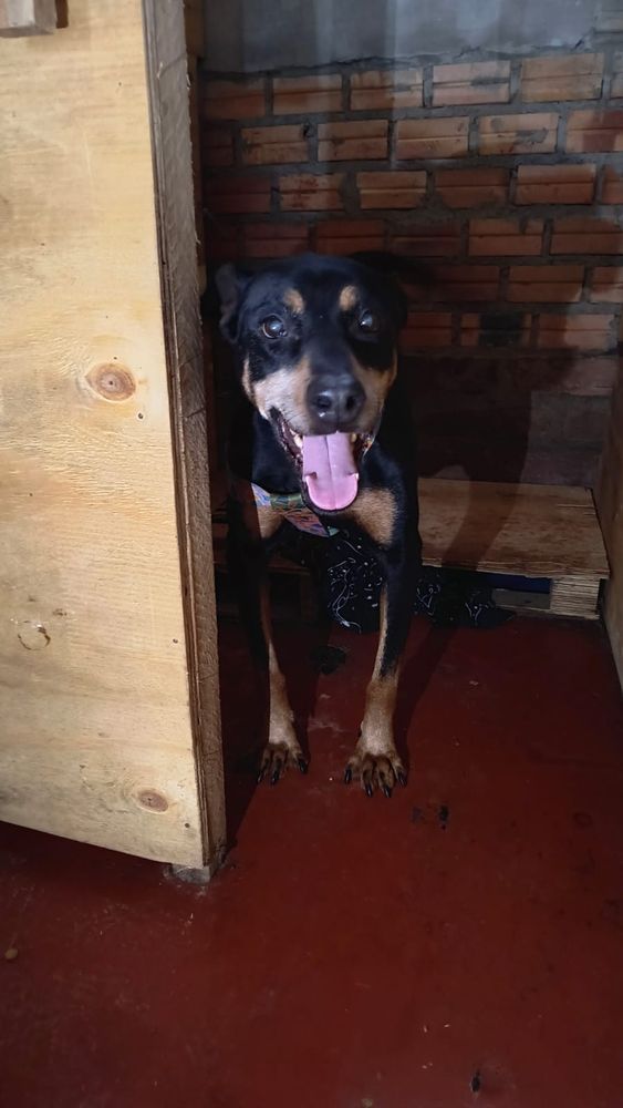 Cão