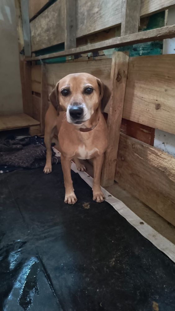 Cão