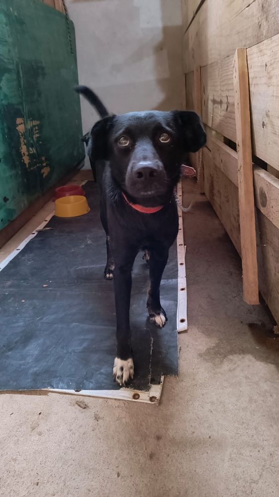 Cão