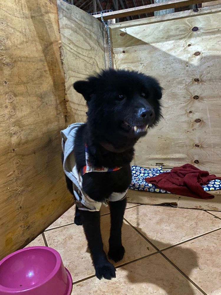 Cão