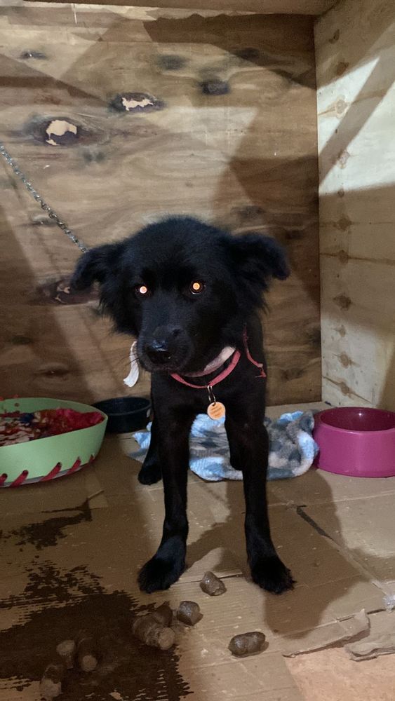 Cão