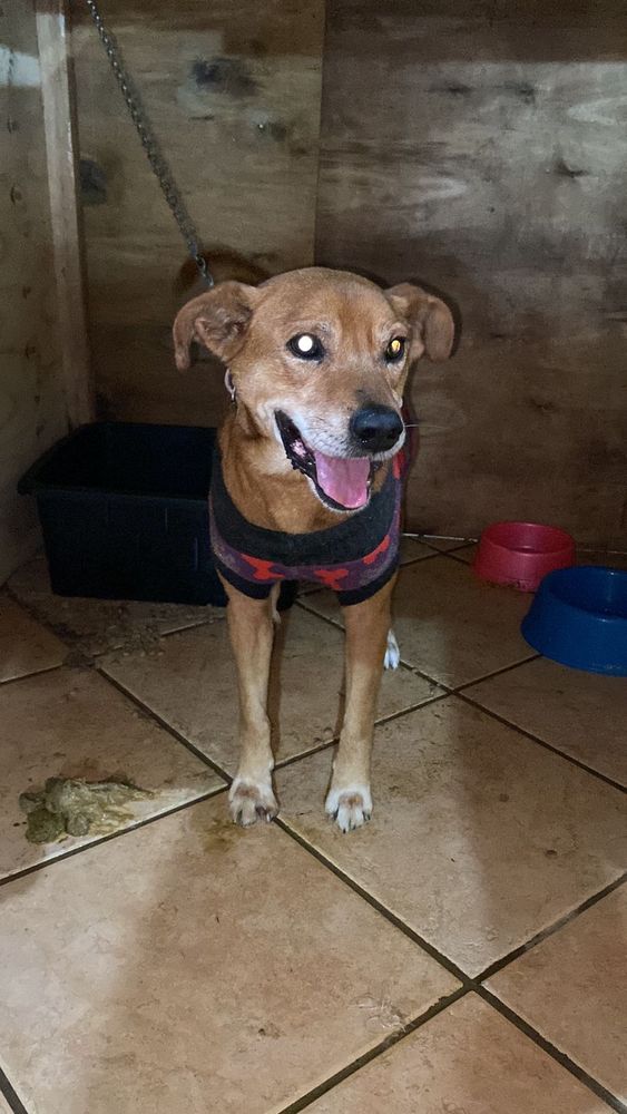 Cão