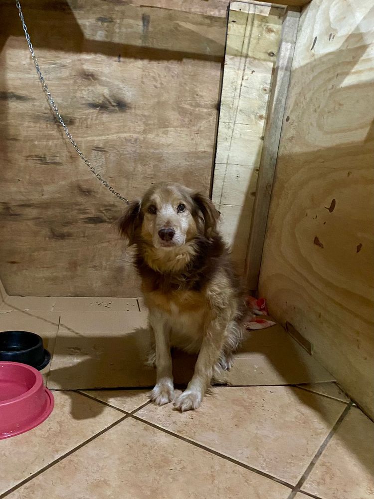 Cão