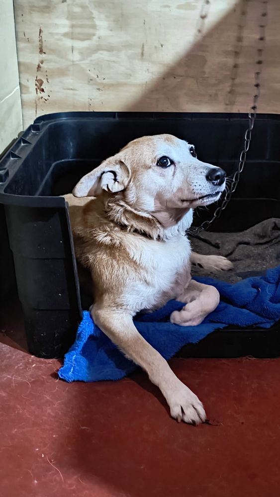 Cão
