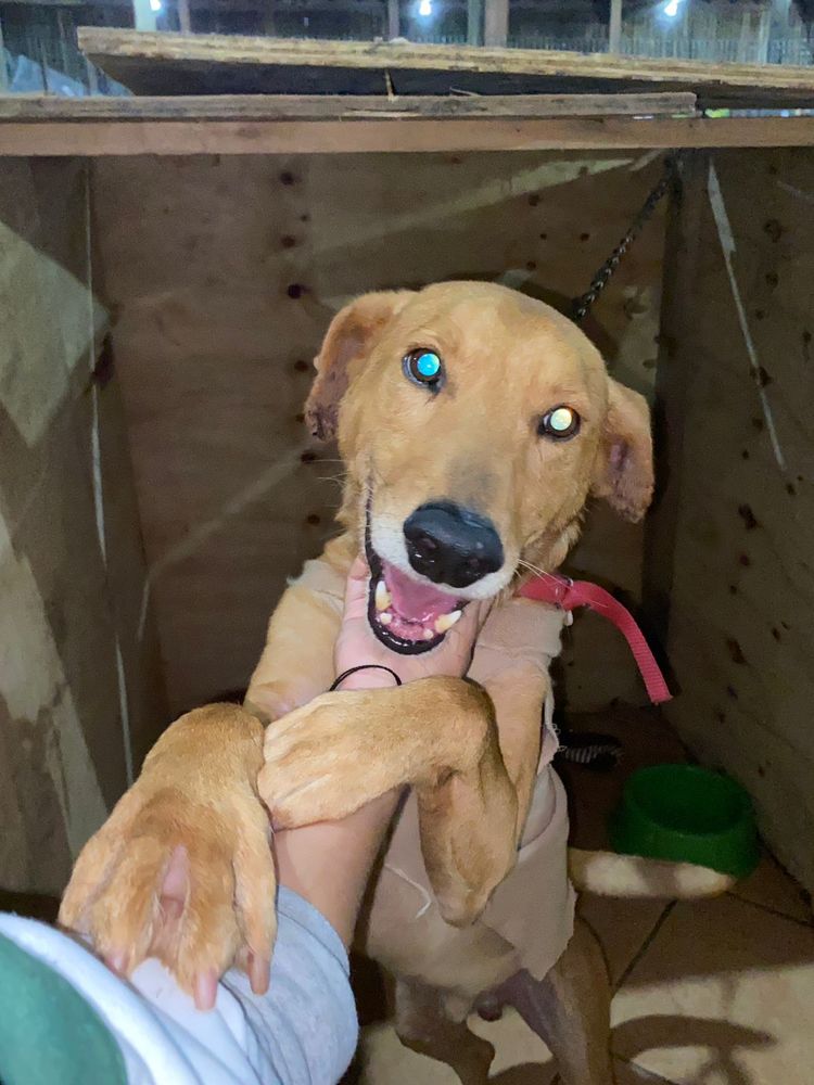 Cão