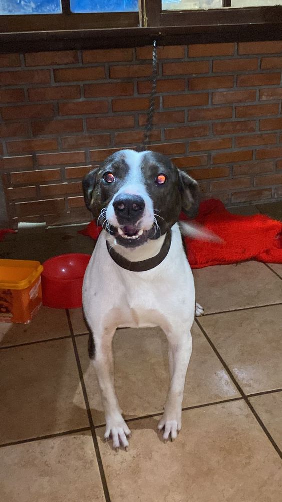 Cão