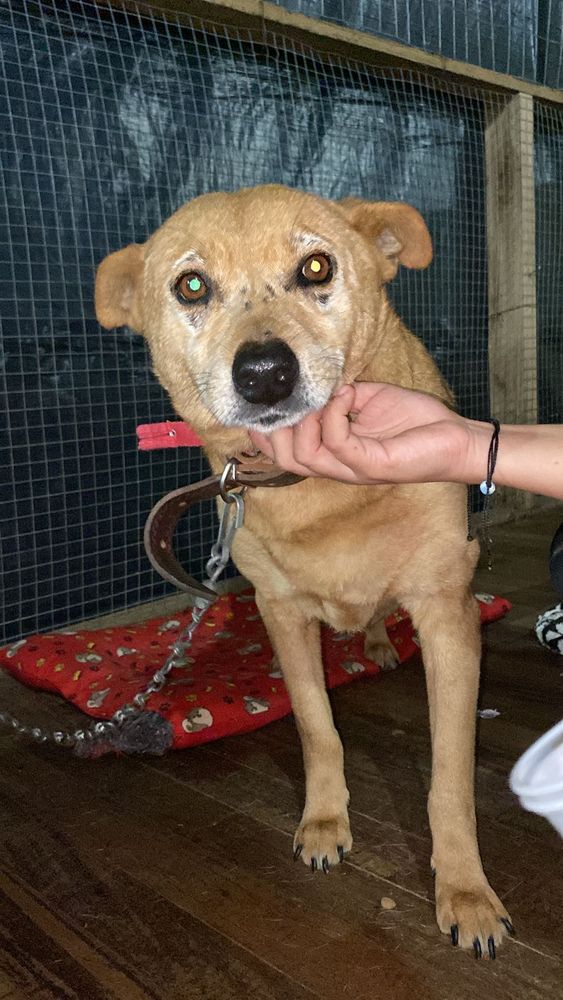 Cão