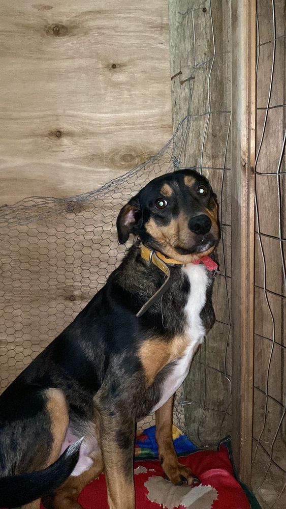 Cão