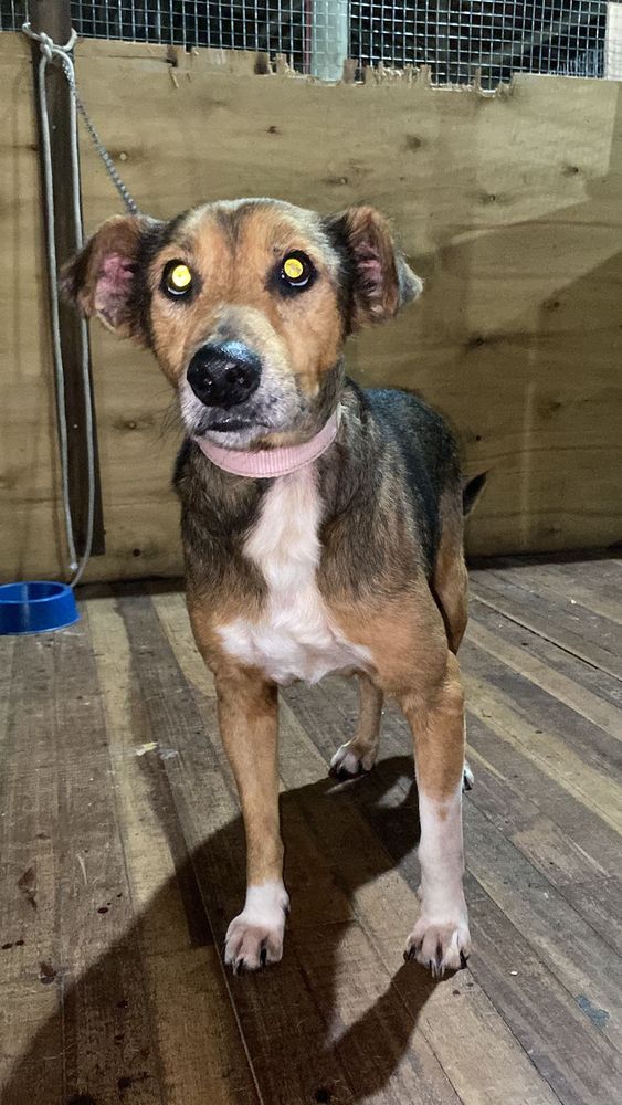 Cão
