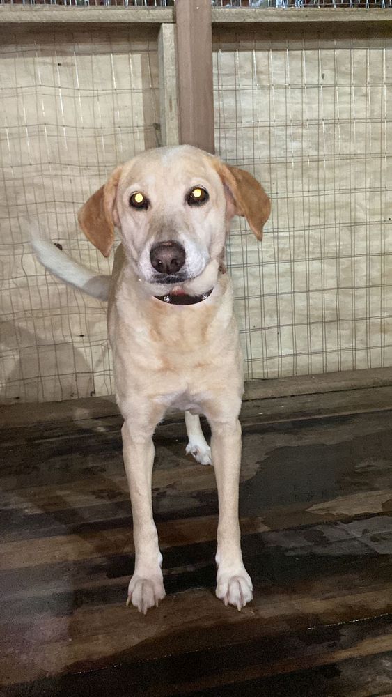 Cão