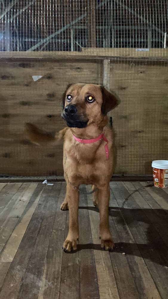 Cão