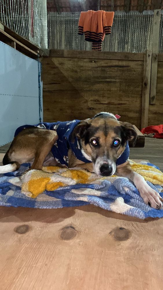 Cão