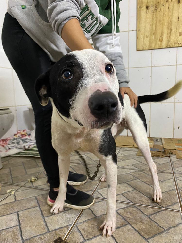 Cão