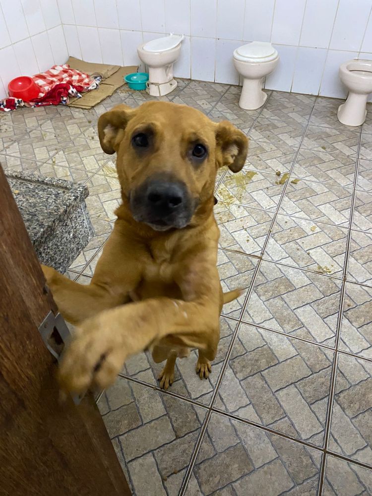 Cão