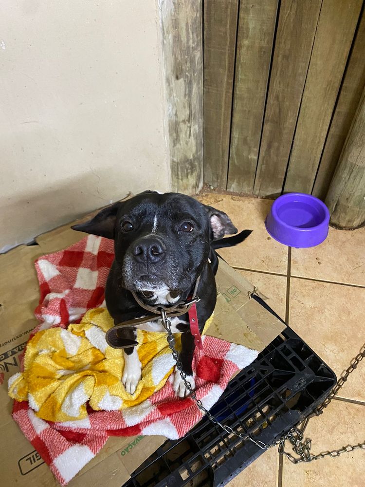 Cão