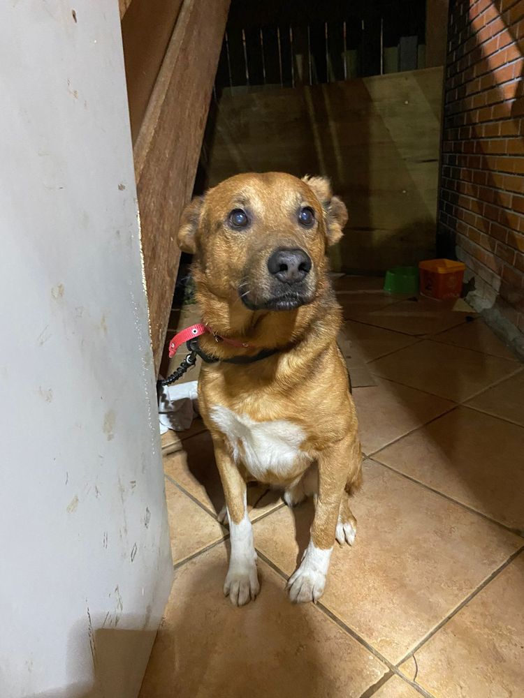 Cão