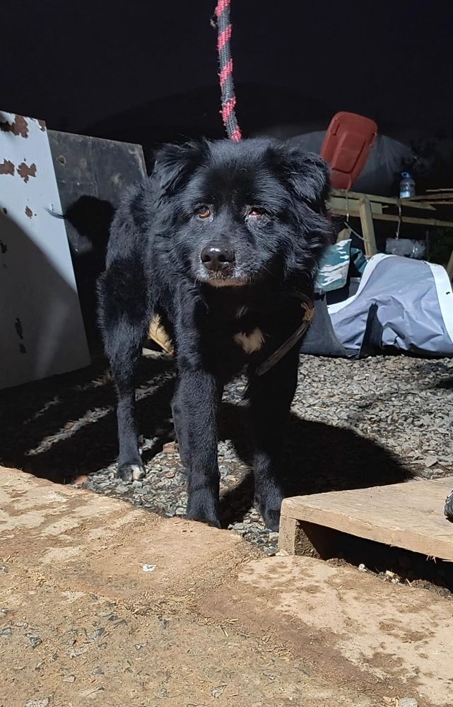 Cão