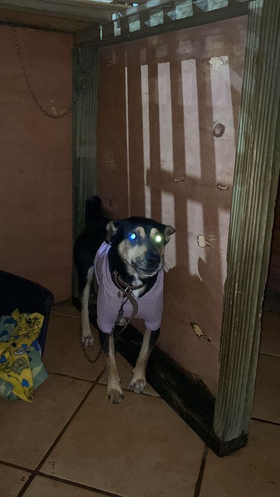 Cão