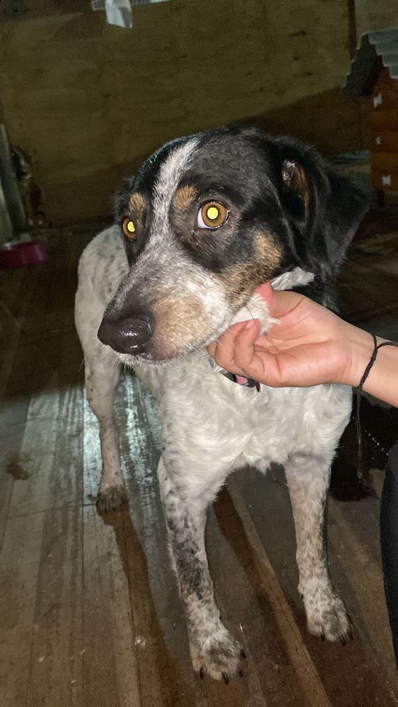 Cão