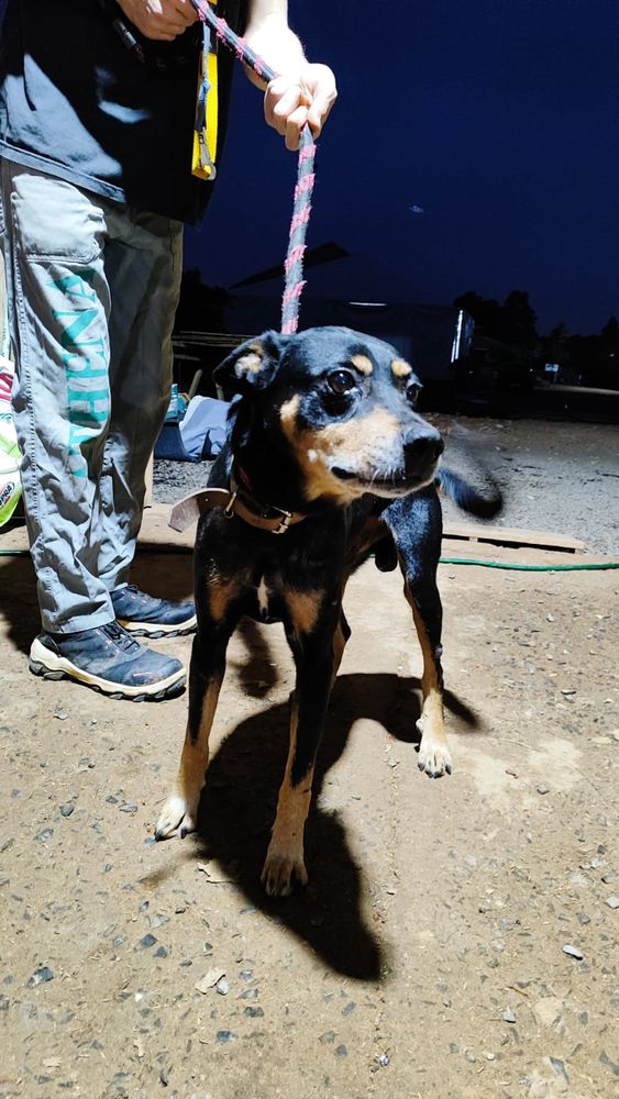 Cão