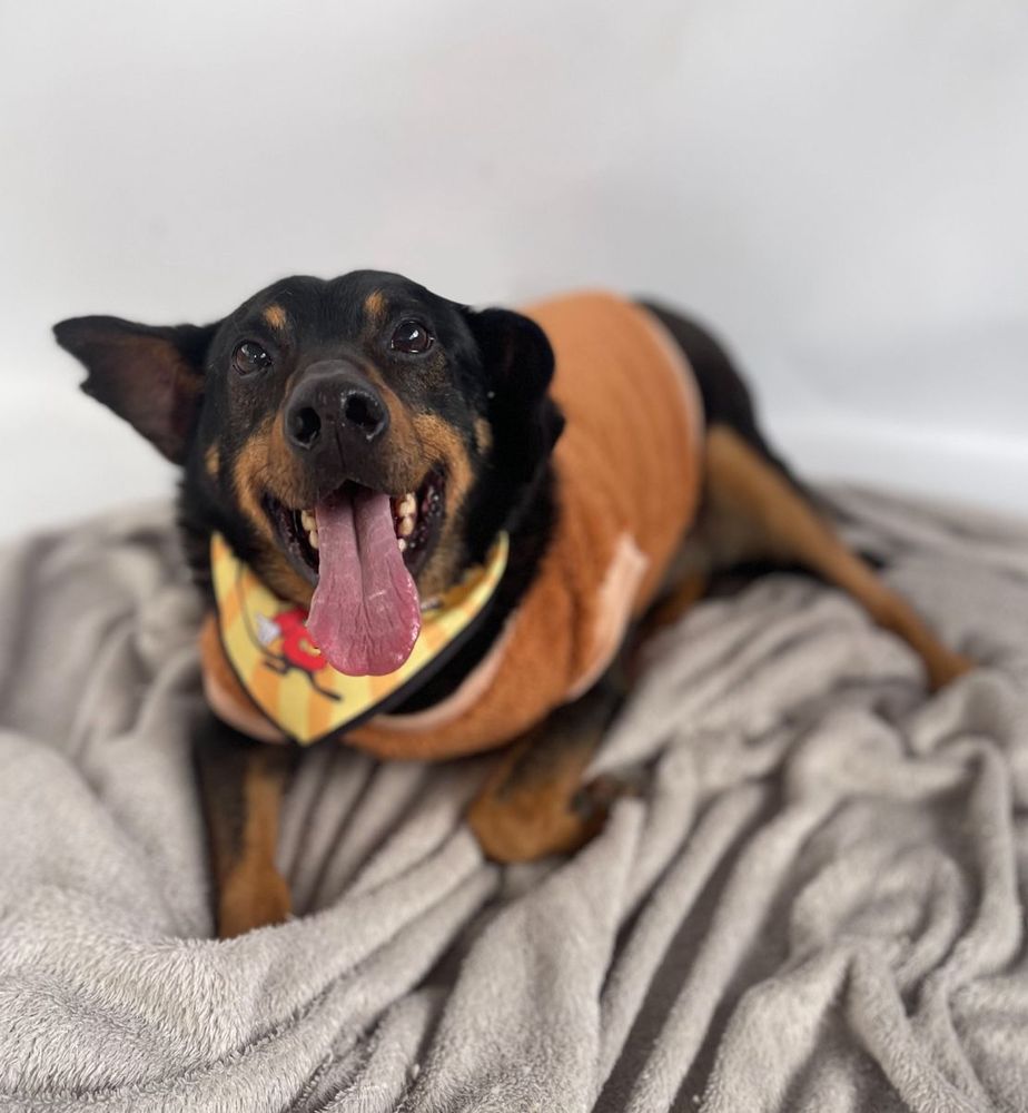 Cão