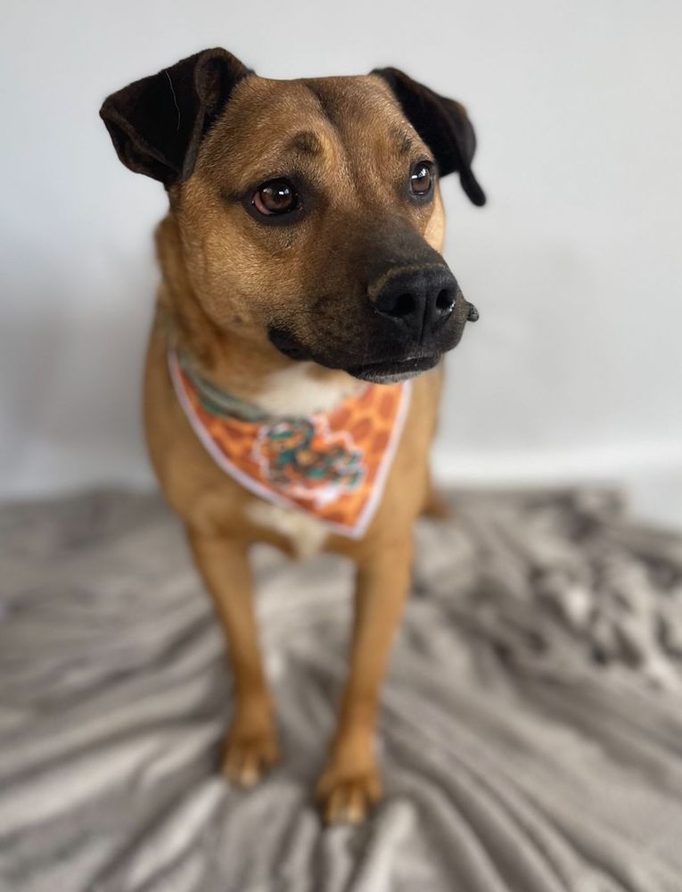 Cão