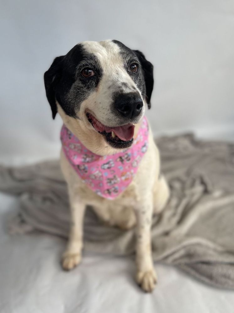 Cão