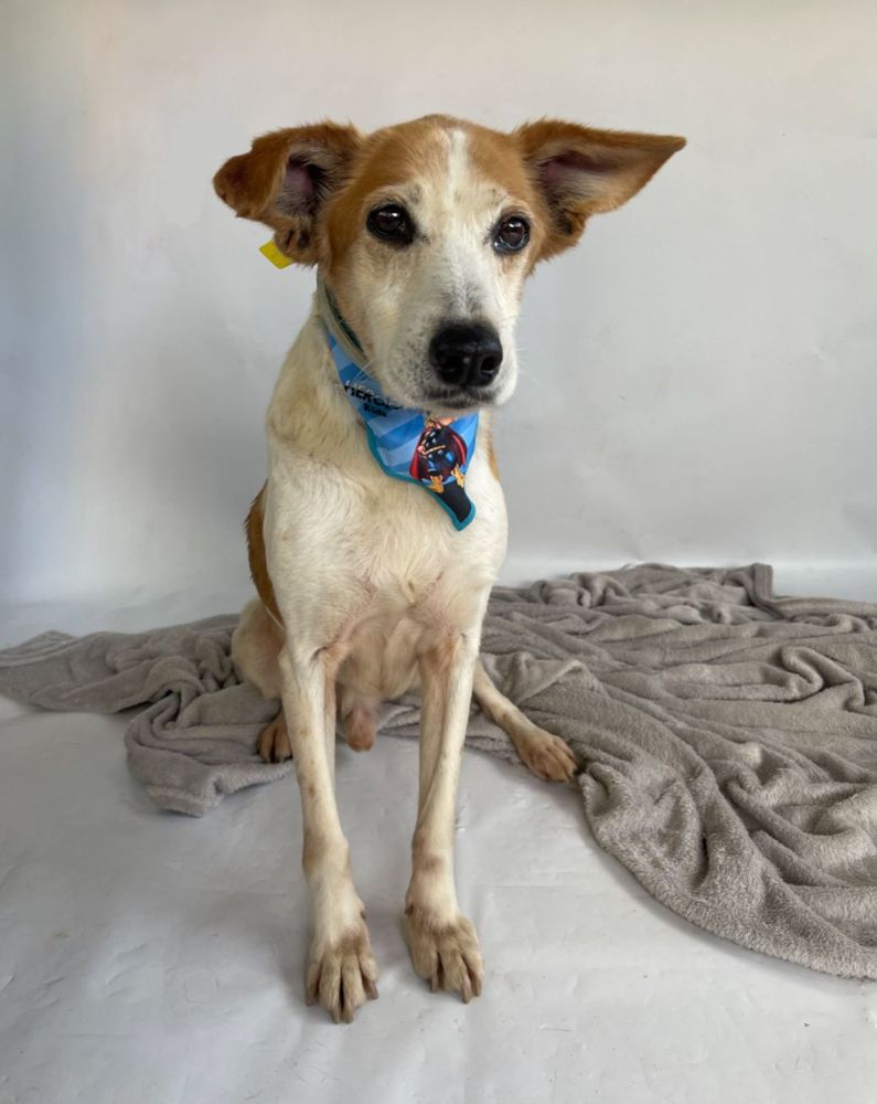 Cão