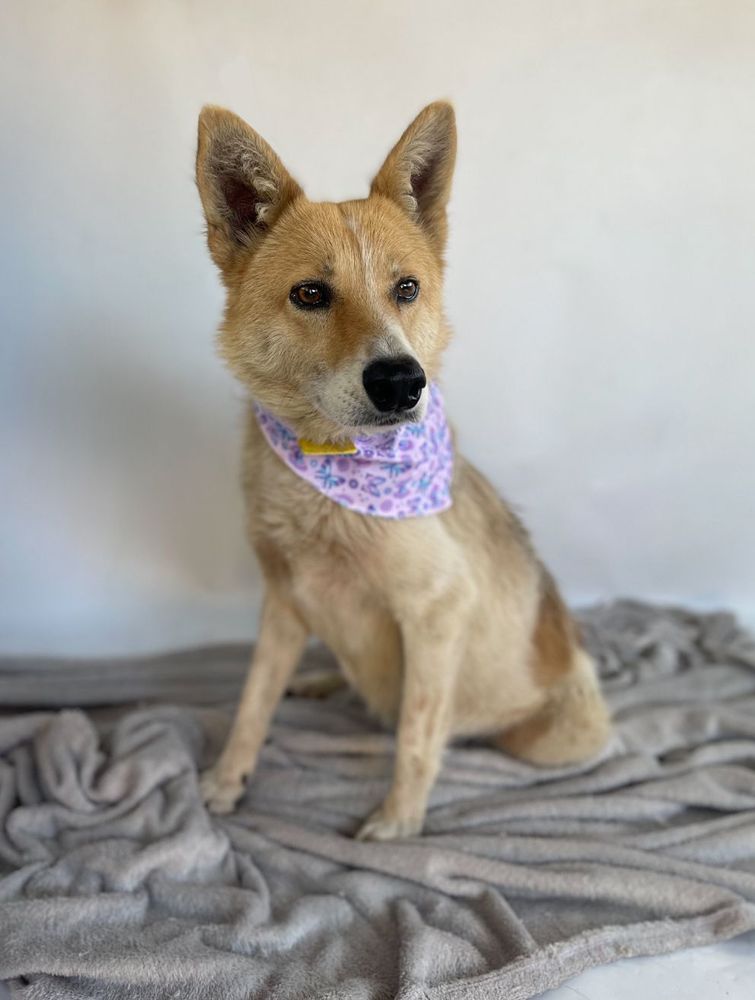 Cão