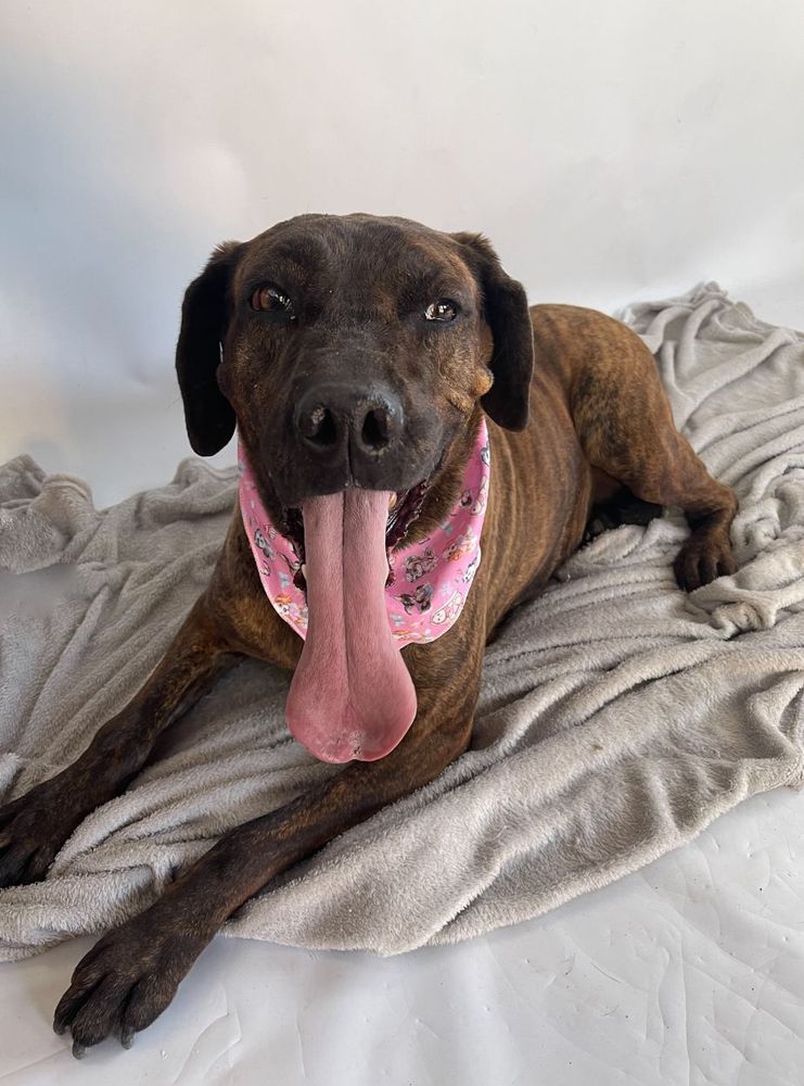 Cão