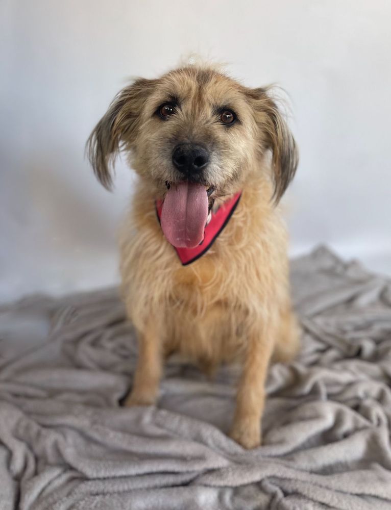 Cão