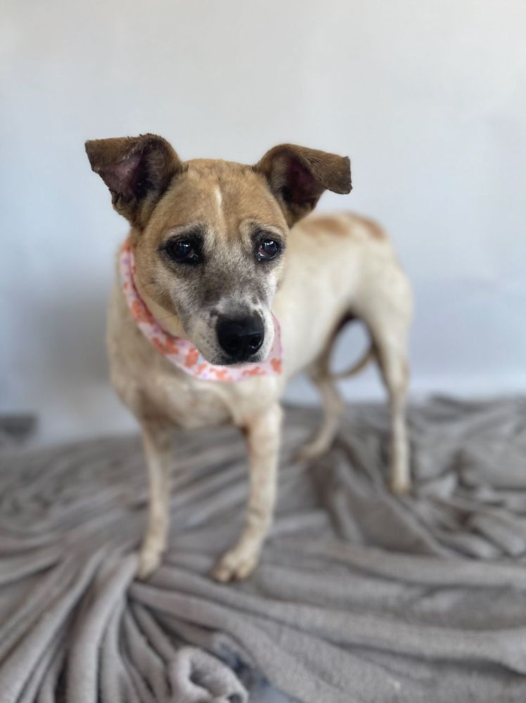 Cão